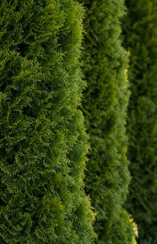 Green hedge of thuja trees. Closeup fresh green branches of thuja trees. Evergreen coniferous Tui tree. Nature, background