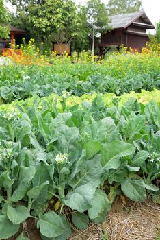 Chinese Broccoli or Kale in farm