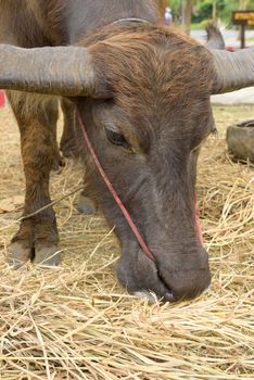 Thai buffalo in the farm, animal and agriculture concept