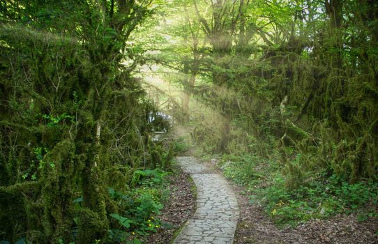 Natural landscape with trees overgrown with moss and sunlight.