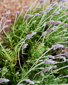 Bee on purple flowers. Lavandula stoechas, lavender, stems background out of focus.