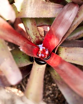 Detail of tillandsia schiedeana flower, Macro photography, background out of focus, red and green colour