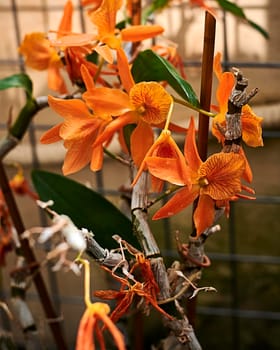 Group of orange Prosthechea vitellina flowers. Out of focus background, macro photography, front view.. Out of focus background, macro photography, front view.