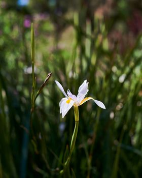 A fairy lily flower, Dietes grandiflora. Background out of focus, and green, macro and detail photography.