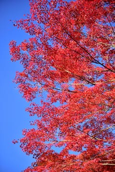 colorful autumn leaves, red maple leaves