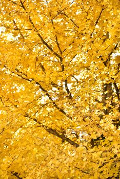 golden ginko leaves in autumn, yellow leaves.