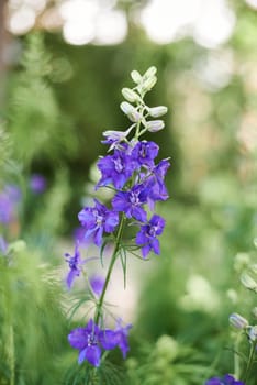 Group of purple flowers. Comfrey. Delphinium ajacis. Green blurred background, detail photograph, front view,