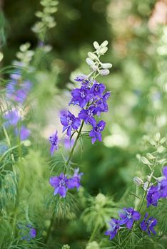 Group of purple flowers. Comfrey. Delphinium ajacis. Green blurred background, detail photograph, front view,