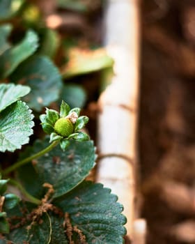 berry flower on the plant. Out of focus background, agriculture, detail photography.