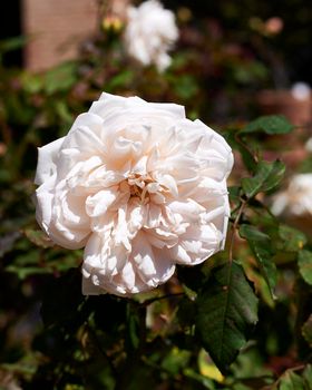 A white rose on a rose bush. Green blurred background. Macro and detail photography