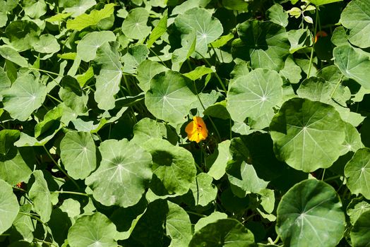 A yellow nasturtium flower between leaves, Tropaeolum majus, green leaves, background out of focus, macro photography.