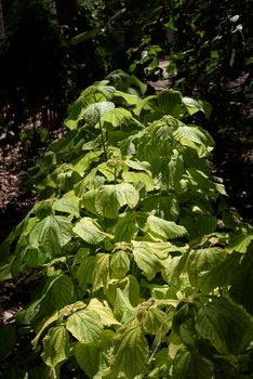 Group of white nettle leaves. Boehmeria nivea. Unfocussed background, and sunlit leaves.