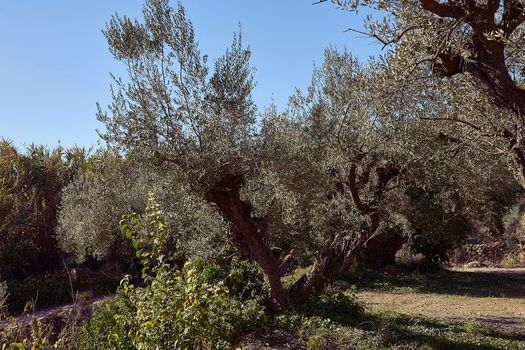 Olive fields full of olives for harvest, organic farming, centenary trees