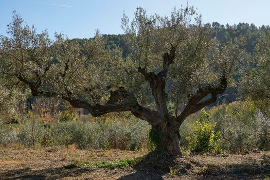 Olive fields full of olives for harvest, organic farming, centenary trees