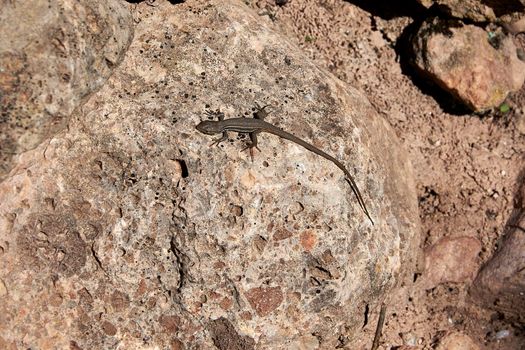 Small lizard on the stones, overhead view, sunny day