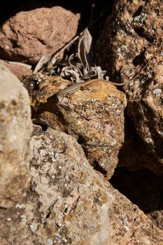 Small lizard on the stones, overhead view, sunny day