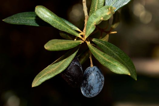 Two olives on an olive branch, macro, ripe fruit, unfocused background