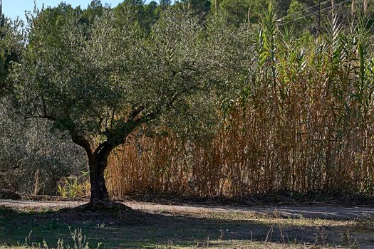 Olive fields full of olives for harvest, organic farming, centenary trees