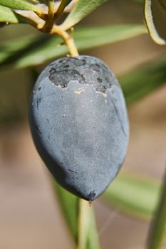 Ripe olive on olive branch, central position, detail, ripe fruit