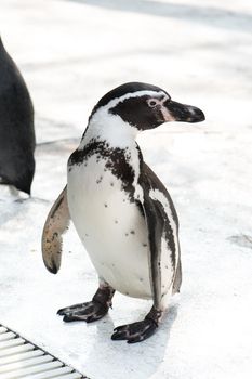 cute penguin in the zoo