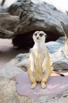 meerkat looking for the sky