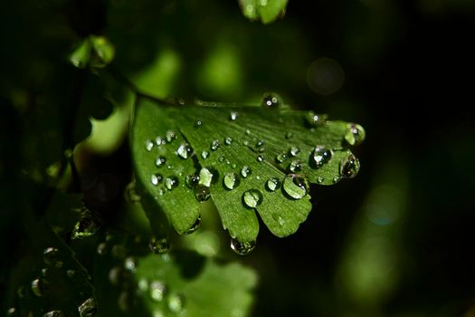 Fern leaves with small drops of water, details, macro photography,unfocused background