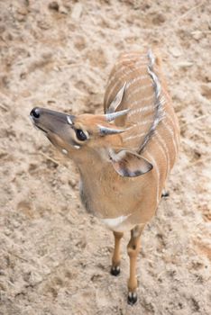 fawn in the open zoo