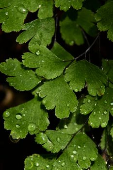 Fern leaves with small drops of water, details, macro photography,unfocused background