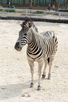 zebra in the open zoo