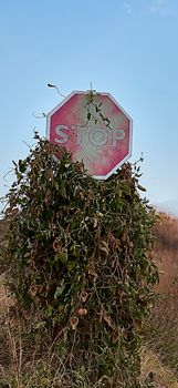 traffic sign, stop sign, faded, overgrown, sunny day, vertical