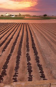 Cultivated fields planted with vegetables. Organic farming, mediterranean, vertical lines, orange sunset.
