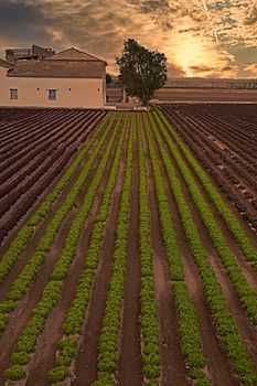 Cultivated fields planted with vegetables. Ecological agriculture, mediterranean, vertical lines, orange sunset, rustic houses.