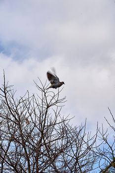 Pigeon starting to fly from a tree. Leafless, wings in motion, blue sky, levitating.