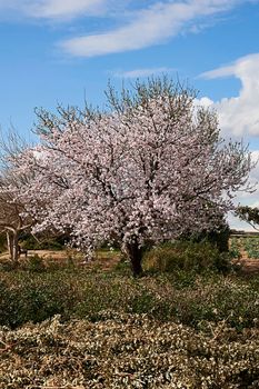 Almond tree flowering in winter. Sunny day, big tree, vegetation, blue sky and clouds.