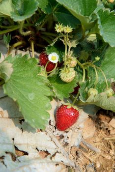 ripe strawberry bush in the farm, agriculture industry concept