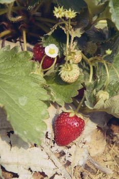 ripe strawberry bush in the farm, agriculture industry concept