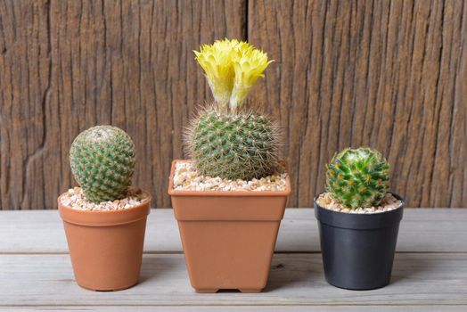 closeup fresh cactus in flowerpot, Gardening concept