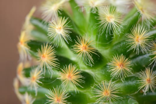 closeup details of cactus over wooden background, abstract nature concept