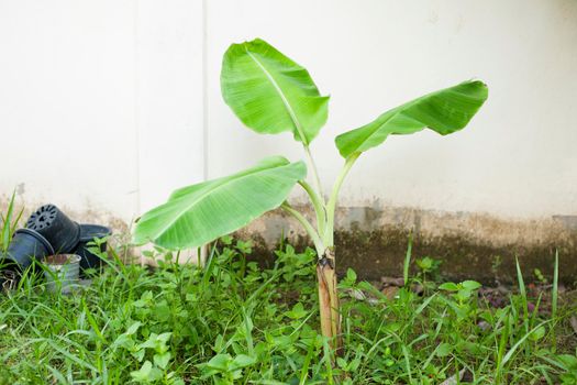 banana tree in the garden