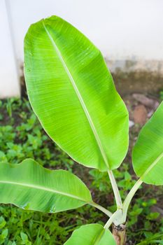 closeup detail of green fresh banana leaf texture