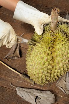 peeling Thai durian on wooden table