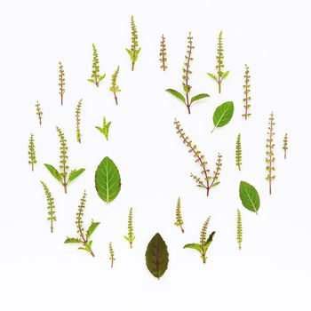 The circle of fresh holy basil leaves and holy basil flower flat lay on white background with copy space.