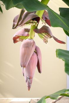 banana blossom in the garden