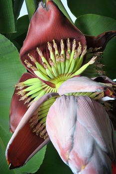 banana blossom in the garden