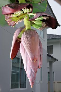 banana blossom in the garden