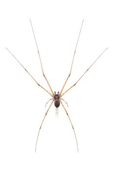 Image of two tailed Spider(Hersilia sp.) isolated on white background. Animal. Insect.