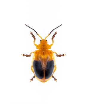 Image of Twin-spotted Beetle (Oides andreweisi)  isolated on white background. Animal. Insect.