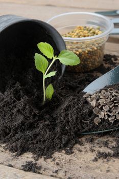 plant on black soil with seed and gardening tools