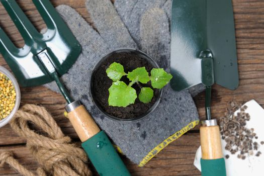 gardening tools and plant on black soil