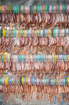 Row of appetizing dry squids for sale in Thailand market